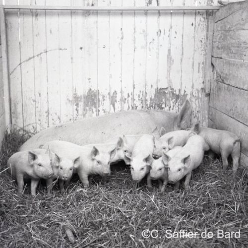 Concours de cochons à la foire exposition d'Angoulême place du Champ de Mars.