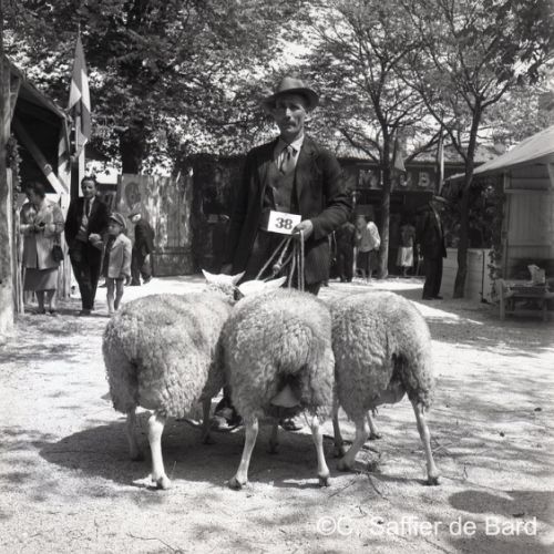 Concours de moutons à la foire exposition d'Angoulême place du Champ de Mars.