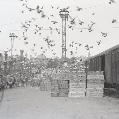 Lâcher de pigeons à la gare d'Angoulême