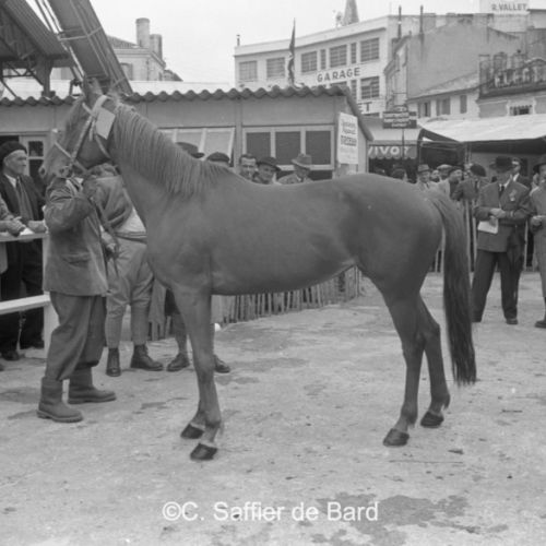 Concours de chevaux à la foire exposition.