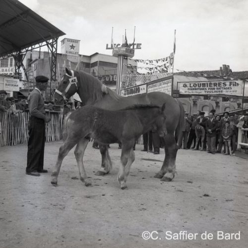 Concours de chevaux à la foire exposition d'Angoulême place du Champ de Mars.