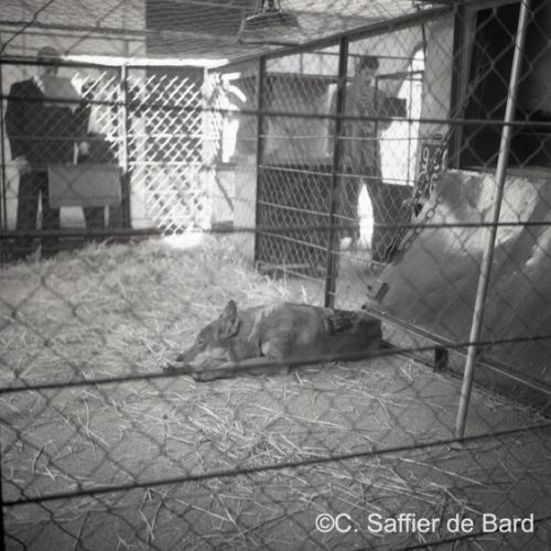 Capturerise d'un loup.