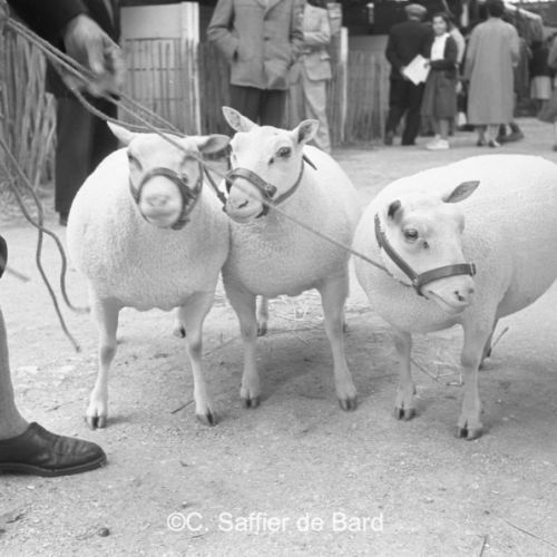 Concours de moutons à la foire exposition.