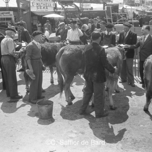 Concours de bovins à la foire exposition.