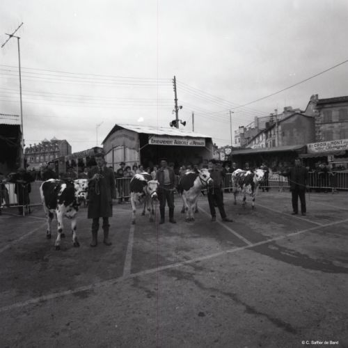 Concours de bovins à la Foire Exposition place du Champ de Mars à Angoulême.