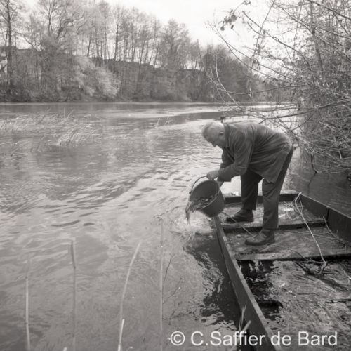 Alevinage au pont de Basseau.