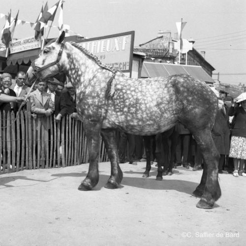 Concours de chevaux à la Foire Exposition.
