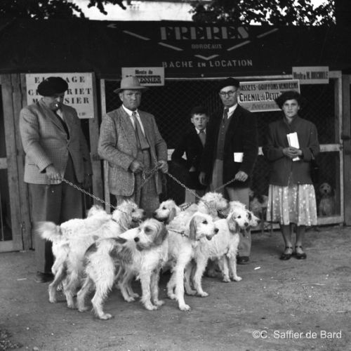 Exposition canine palce Beaulieu.