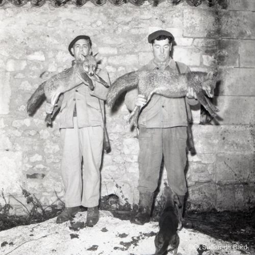 Capture de 2 renards à la ferme.