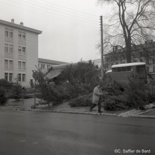 Vente de sapins place du Champ de Mars.